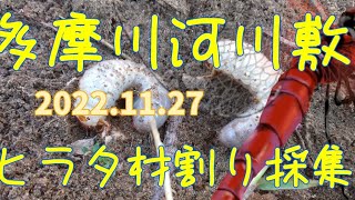 【昆虫採集】多摩川河川敷 材割り採集(ちょい割り採集) 2022.11.27 ［ヒラタクワガタ、コクワガタ、ノコギリクワガタ、幼虫］