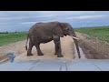 Elephant crossing the road at Amboseli National Park upclose!