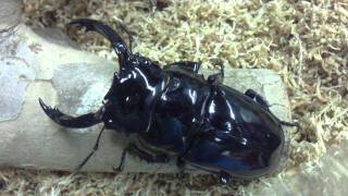 HD Mesotopus regius from Kingdom of Beetle Taiwan (origin : Cameroon).MP4