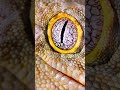 The Tuatara's Third Eye: Nature's Ancient Mystery | Nature's Notebook