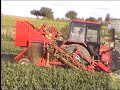 weremczuk alina eco kombajn do zbioru warzyw korzeniowych carrot harvester