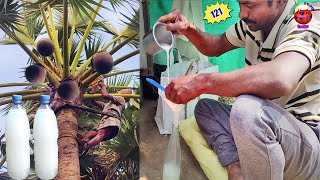 How to Make Neera (Toddy Palm Sap) at Home - Tapping Toddy Palm Trees for Neera from Tree to Glass