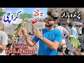 Exotic Parrots and Birds Market Sadar Karachi 2024 Latest Update in Urdu Hindi Ep-44 | Sunday Bazaar