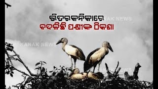 Bhitarkanika Bird Census Report Says Foreign Birds Skips Destination For Nesting