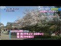 静岡と福岡で桜「満開」に　お花見シーズン突入（12 04 01）