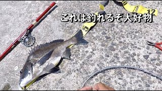 釣りをするなら一度は使ってみたいこのエサ！季節問わず喰う