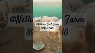 ।।सोजत हैदराबादी गुलाबी बकरियों का भंडार।।#sojatgoats #sojatgoatfarm #goatfarm #goatfarminindia