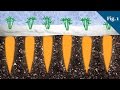 Why Carrots Taste Sweeter In Winter Why Carrots Taste Sweeter In Winter