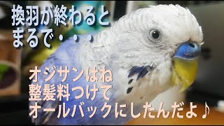 2020.8.30  換羽が終わって整髪料ベタベタのオジサン感満載！～そして飼い主は歌手だった？