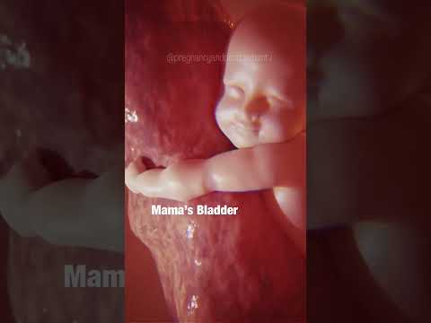 What’s a pregnant camel called?