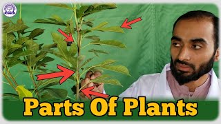Parts Of Plants Class 1 || Part of plants and their functions ||