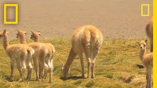 Researchers Race to Witness Vicuña Birth | National Geographic