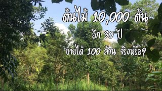 ปลูกต้นไม้ 10,000 ต้น อีก 30 ปีจะเป็นเศรษฐี 100 ล้านจริงหรือ ??? [ดินแดนแห่งเสรีภาพ]