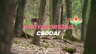 Magyarország Csodái - Budakeszi Vadaspark