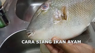 CARA SIANG IKAN AYAM | Ikan Jebon