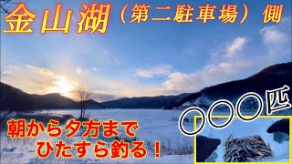 【ワカサギ釣り】かなやま湖、第二駐車場側沖よりで朝からガチワカサギ釣り