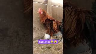 மாமா😂🤣 subscribe please ❤️ #husbandsothanaigal #kozhi_koothugal #chicken #funny #lovebird #comedy