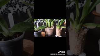 【养花】裸根兰花初来乍到如何照顾（一）|高锰酸钾消毒|上盆|植料|光照（兜兰、文心兰、紫香兰）