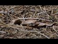 kale bosmieren tussen de naaldbomen tv vroege vogels