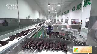 [中国三农报道]吉林前郭：紫玉米成熟 人工采摘保品质|农业致富经 Agriculture And Farming