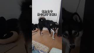 平和な我が家の自宅警備員【黒柴犬ゴン太】#shorts