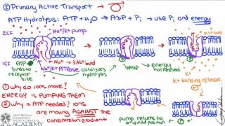 Carrier Mediated Transport