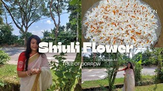 শরতের উপহার শিউলী ফুল / Why does sheuli flower known as tree of sorrow?