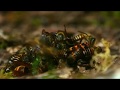 Fight for Survive :: Honey Bee VS Hornet