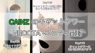 CAINZのキャットタワーNECOTAを子猫と開封してみた【マンチカン×サイベリアン】