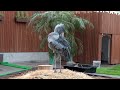 変わった声にびっくりするハシビロコウふたばちゃん 【春のふたば2024 13】futaba the shoebill spring 2024 13　掛川花鳥園