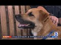 stray dog wanders into gorilla habitat at san diego zoo safari park