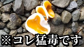 食べれそうで食べれない画像がコチラ ｗｗｗ