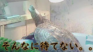 【クサガメ】紫外線が足りないもじお【セキセイインコ】