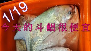 1/19 今天的斗鯧是歷年來過年前最便宜的一天 還有少見的鰤魚 野生黃魚 金山真鯛 大竹午 一支釣赤鯮