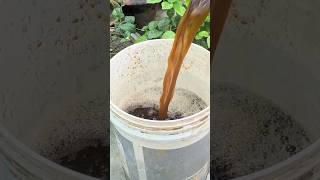 How to Make Organic Homemade Fertilizer for All Plans | Monsoon Plant Care