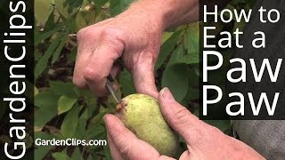 Paw Paw Tree - Asimina triloba - How to eat a Paw-Paw fruit and harvest seeds #pawpaw