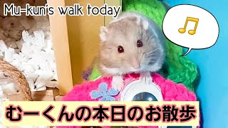 【ハムスター】むーくんの本日のお散歩🎵✨️～Mu-kun’s walk today💕～の巻