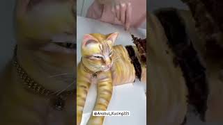 TOLONG AKU MAU DIMAKAN #funnycats #kucinglucu #kucing #kucinglucu #cat #catlover #shortvideo #shorts