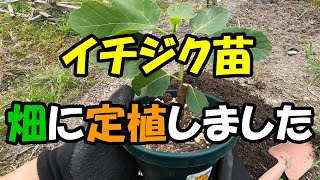 イチジク苗を畑に定植しました　バナーネ　LSUエバービーリング