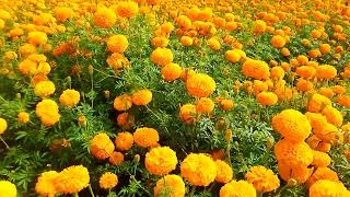 Hybrid Marigold Pushkar 2 SPS Brand I\u0026B Seeds Banglore