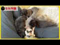 子猫のミルク三昧「チュパチュパやめられにゃいねー」★保護猫生活18日目