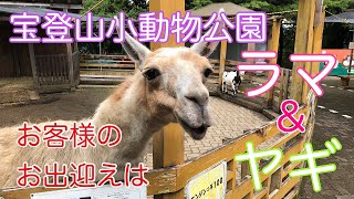 宝登山小動物公園　ラマ＆ヤギ