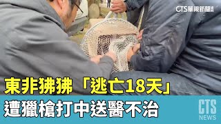 逃亡18天！東非狒狒遭獵槍打中　送醫不治｜華視新聞 20230327