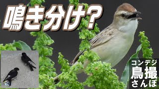 コンデジ鳥撮散歩　セッカの鳴き分け　イワツバメの特技　兵庫県・北播磨