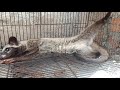 palm civet cat សំពោចក្រអូប