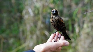 VLOG 030：这是我周末最爱去+压箱底的温哥华地点推荐  | IT IS A BIRDS HEAVEN IN METRO VANCOUVER