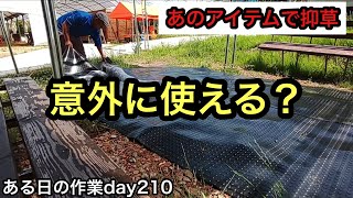 「ある日の作業」day210。農家の日常の１コマ！今回は抑草作業！