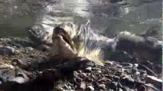 Zombie Salmon Attack