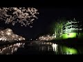 ウェザーリポート動画0412@上越市高田城址公園19時05分頃 今日の桜…夜桜見物 ☆polaris