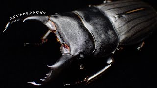 スジブトヒラタクワガタの成虫掘り出し結果【クワガタ飼育】